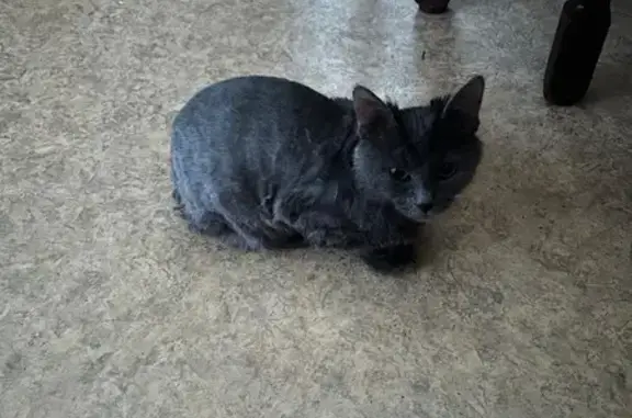 Пропал котенок, Мячковский бул., 8 к4