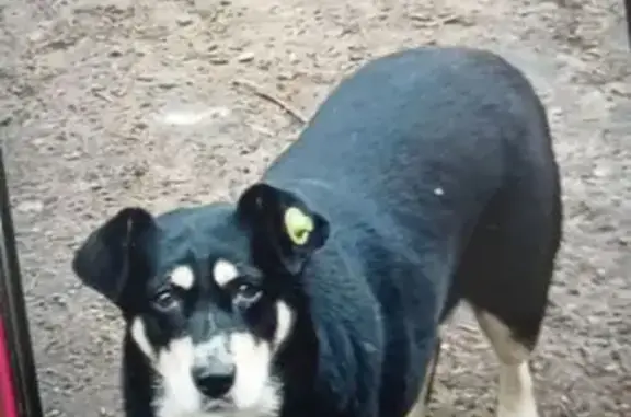 Пропала собака, 1-я Московская, Шуя