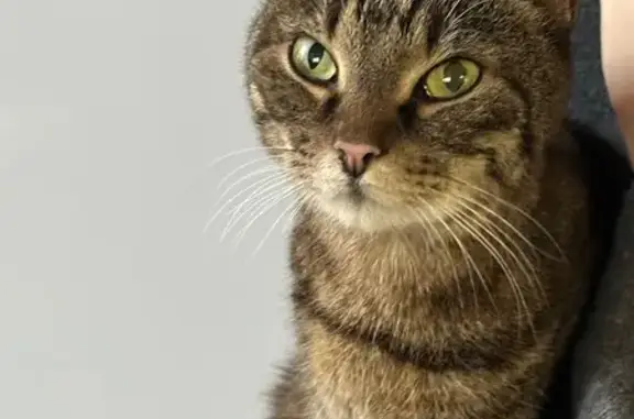 Кошка найдена на наб. Грибоедова, 96