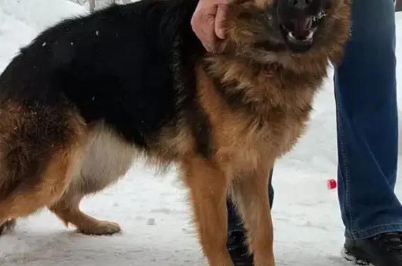 Найдена собака, Барнаул, фото: Овчарка найдена на ул. Советской Армии