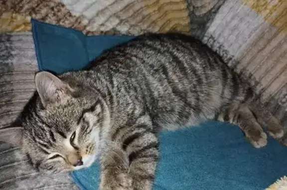 Найдена кошка, Новокузнецк, фото: Кошка найдена, ул. Филиппова 9, Новокузнецк