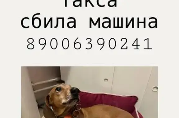 Найдена собака, Санкт-Петербург, фото: Найдена такса у Ленты, Парашютная 61к4