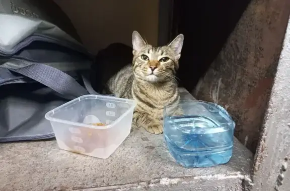 Найдена кошка, Москва, фото: Кошка найдена на Казанском вокзале, Москва