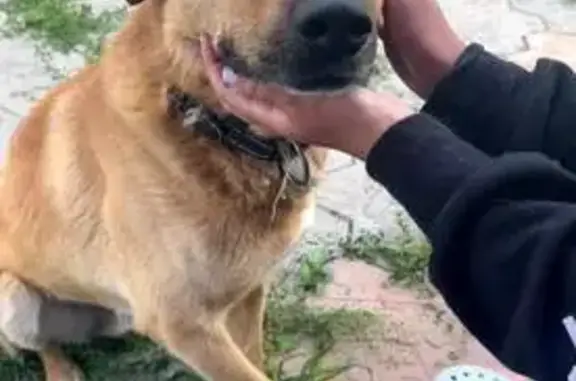 Пропала собака, Лесная ул., 14, Усть-Кинельский