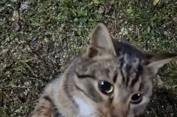 Найдена кошка, Головково-Марьино, фото: Найдена кошка, 6А, Головково-Марьино