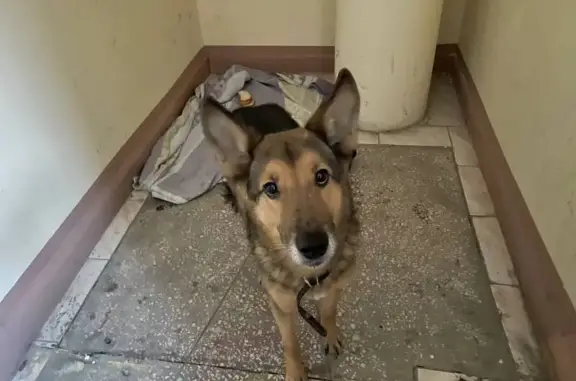 Собака найдена: ул. Щорса, 2, Тюмень