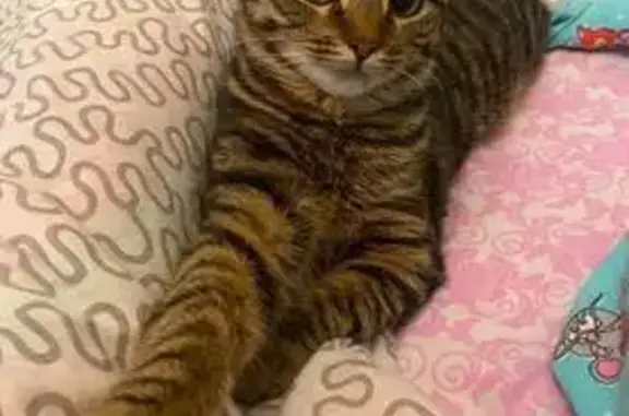 Кошки потеряшки, Костомукша, фото: Потеряшка кот, Зелёная ул., Костомукша