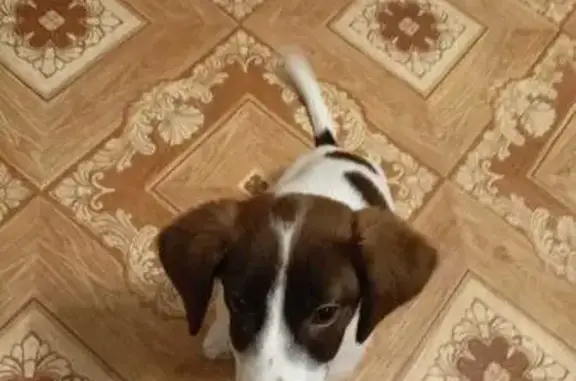 Найдена собака, Моршанск, фото: Собака найдена: ул. Куйбышева, Рассказово