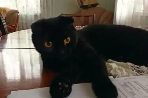 Пропала кошка, ул. Романтиков, 41Б, Воронеж