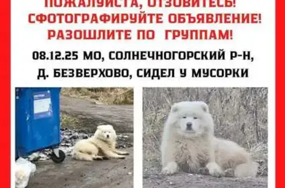 Найдена собака, Безверхово, фото: Пугливая самоед в Безверхово, МО