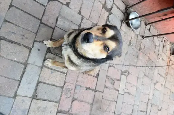 Пропала собака, 4-я Чередовая 4, Омск