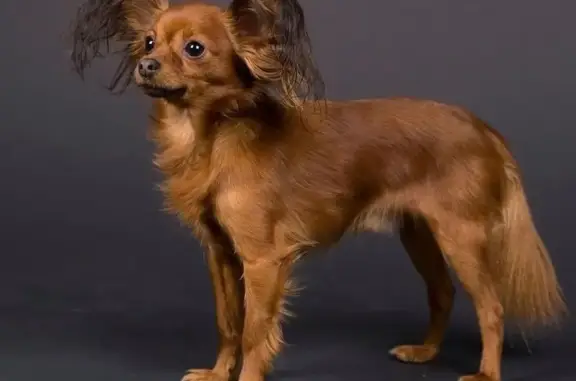 Найдена собака, Калининград, фото: Собака найдена: ул. Полецкого, 51А