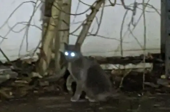 Найдена кошка, Санкт-Петербург, фото: Кошка найдена у магазина на Демьяна Бедного 27