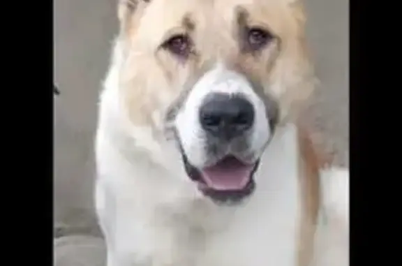 Пропала собака, Первомайская ул., Незлобная