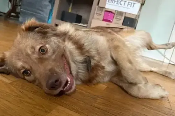 Найдена собака, Жуковский, фото: Собака найдена в сквере на ул. Жуковского