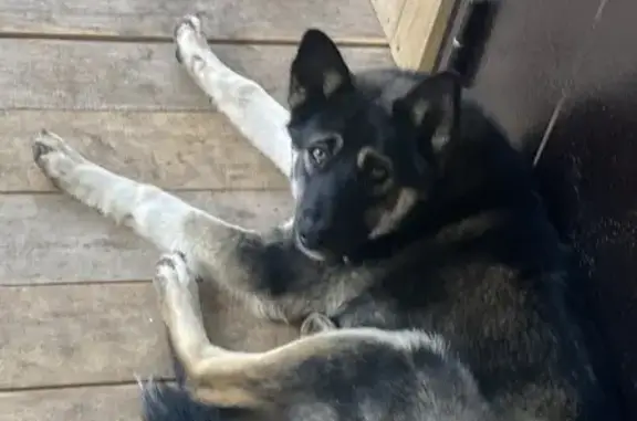 Пропала собака, Горно-Алтайск, Алтай