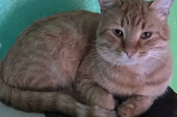 Найдена кошка, Йошкар-Ола, фото: Кошка найдена в Йошкар-Оле, Марий Эл