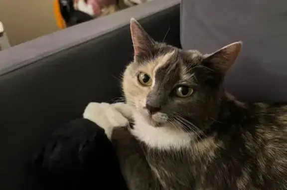 Пропала кошка в Заборье, Рязанская обл.