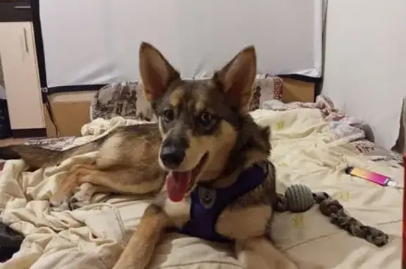 Пропала собака, ул. Багратиона, 54А