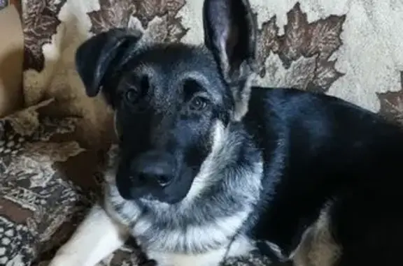 Собаки потеряшки, Смоленск, фото: Потеряшка собака, Пролетарская 23, Ельня