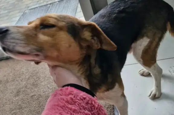 Найдена собака, Краснодар, фото: Собака найдена, ул. Ярославского, Краснодар