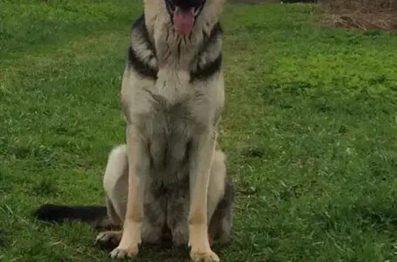 Пропала собака в Деняшино, Тверская обл.