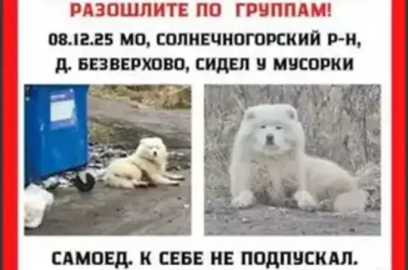 Пропала собака, Безверхово, дом 22/3Б