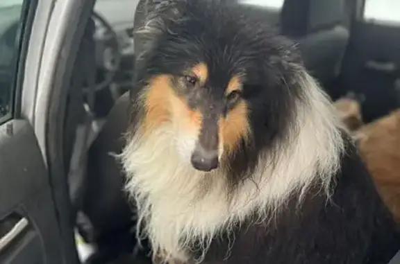 Собаки потеряшки, Сергиевское, фото: Потеряшка собака, Сергиевское, Белгород.