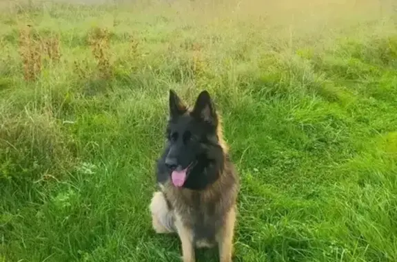 Пропала хаски, ул. Савватьево подворье, 9