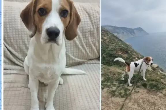 Пропал бигль, Широкая ул., Гостагаевская