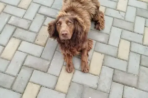 Пропал спаниель, Минеральные Воды