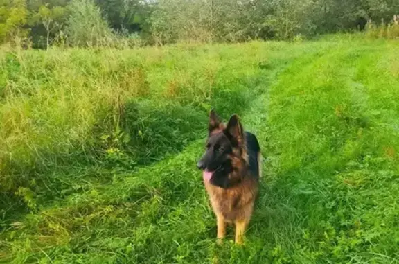 Пропала собака, ул. Савватьево подворье