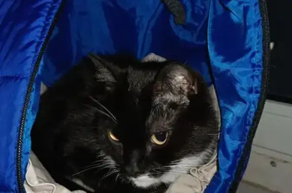 Кошка найдена: ул. Ференца Мюнниха, 9