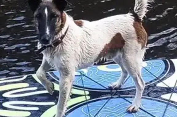 Пропал фокстерьер, Уссурийская 14, Забелино