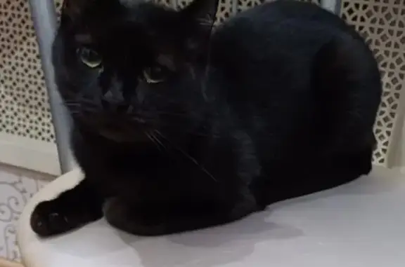 Пропала кошка, ул. Иванова, 18, Щёлково