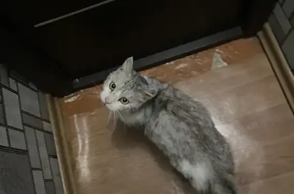 Найдена кошка, Рубцовск, фото: Кошка найдена у магазина 