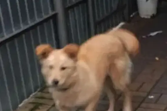 Пропала собака, Товарищеский проезд