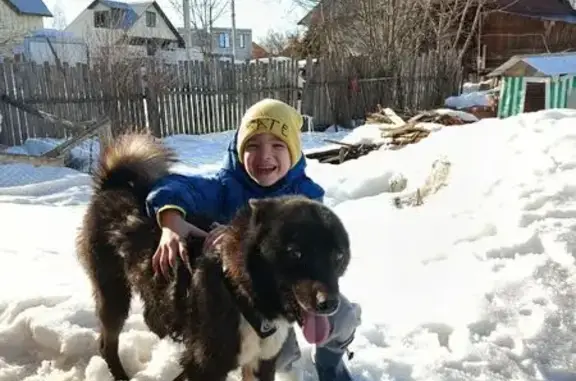 Пропала собака, ул. Трясолобова, 28, Пермь