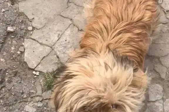 Пропала собака, Лесозащитная ул., Ростов