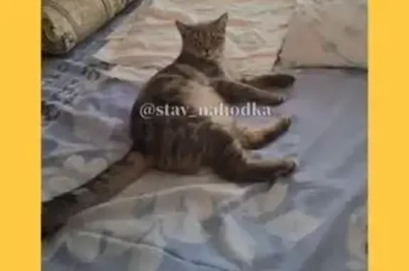 Кошки потеряшки, Ставрополь, фото: Потеряшка кошка, ул. Васякина 35, Ставрополь