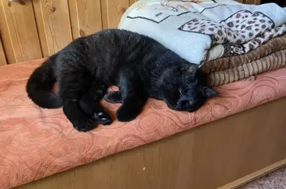 Кошки потеряшки, Кемерово, фото: Потеряшка черный кот, Берёзовский, Кемерово