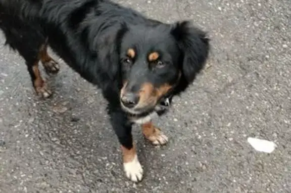 Найдена собака, Краснодар, фото: Собака найдена на ул. Захарова, 1/5, Краснодар