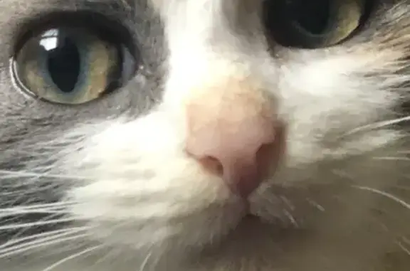 Пропала кошка, Зелёная ул., 46, Выкса