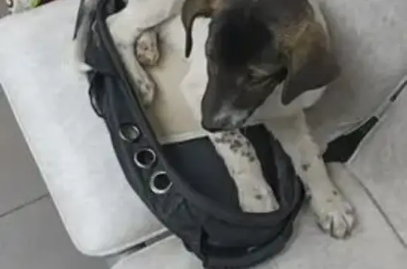 Пропал щенок, ул. Туполева, 16Д, Ростов-на-Дону