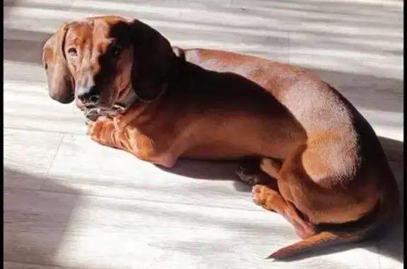 Пропала рыжая такса, Киржач, Владимирская обл.