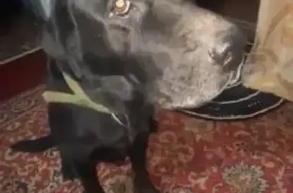 Пропала собака, ул. Суворова 124, Суклея