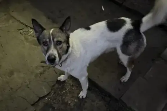 Найдена собака, Тверь, фото: Собака найдена: Нерль, Тверская обл.