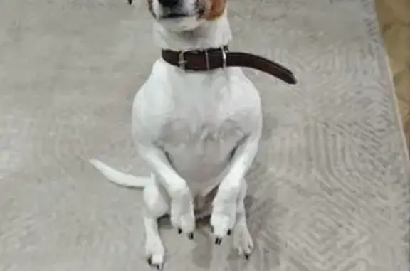 Пропала собака, Рязань, Касимовское ш. 32