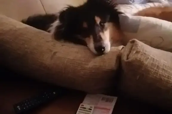 Пропал колли в Сергиевке, Белгородская обл.