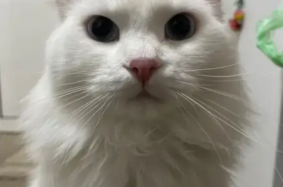 Пропала кошка, ул. Маяковского 51, Альметьевск